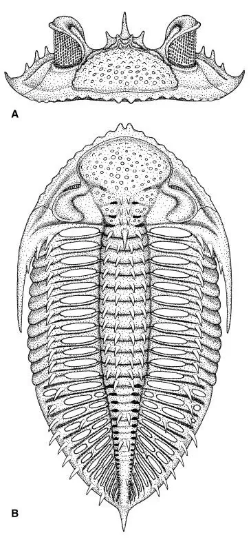 Fenestraspis amauta — photo 4