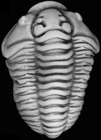 Flexicalymene senaria