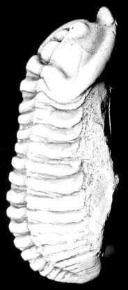 Flexicalymene senaria — photo 2