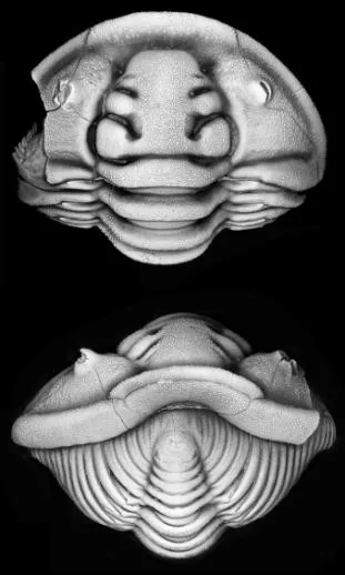 Flexicalymene senaria — photo 3