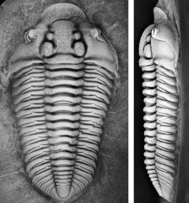 Flexicalymene trentonensis