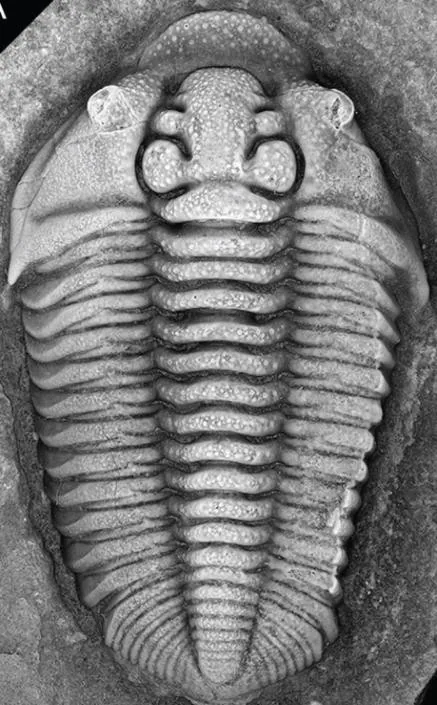 Flexicalymene trentonensis — photo 2