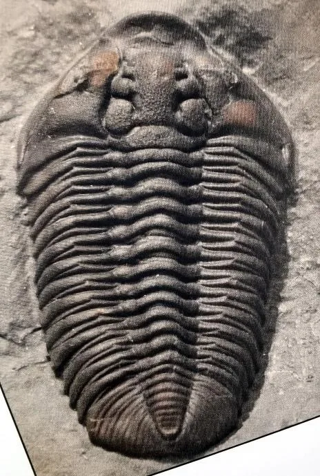 Flexicalymene trentonensis — photo 4