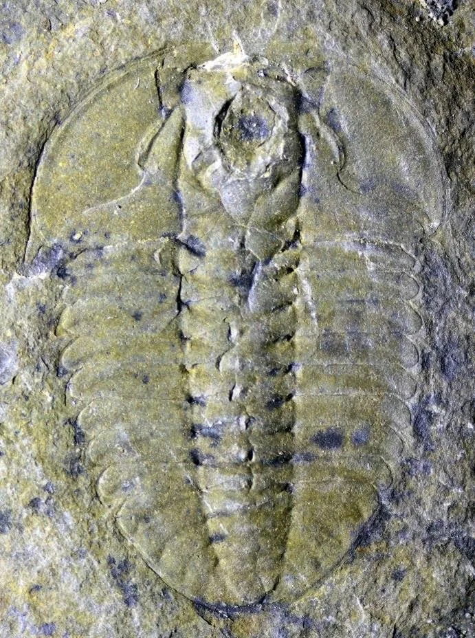 Fuchouia manchuriensis — photo 4