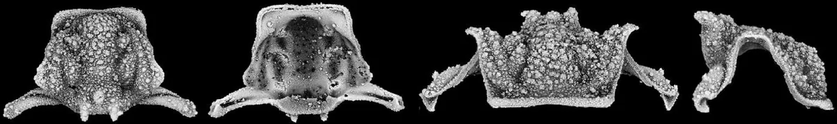 Funeralaspis deathvalleyensis