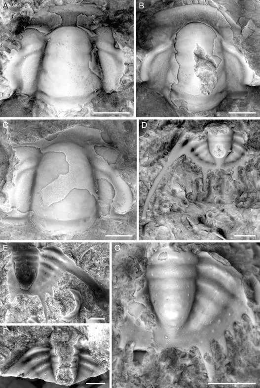 Gangchengia subcylindrica