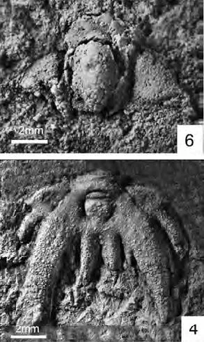 Gaotania ovata