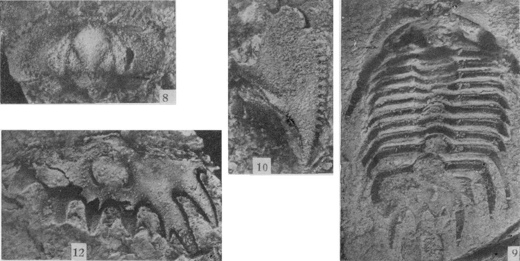 Gaotania ovata — photo 2