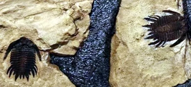 Gaotania ovata — photo 3