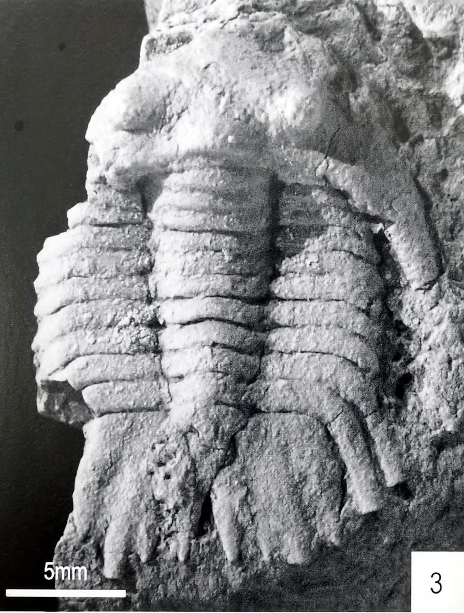 Gaotania pulchella