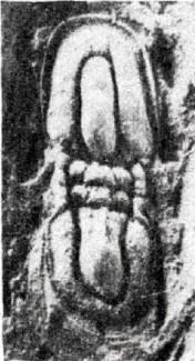 Geragnostus fengzuensis