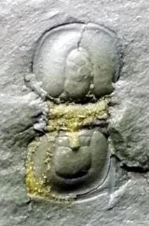 Geragnostus fengzuensis — photo 2