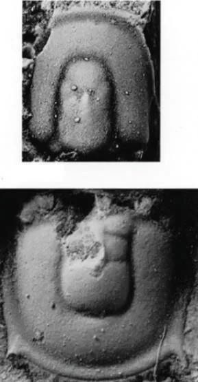 Geragnostus sidenbladhi