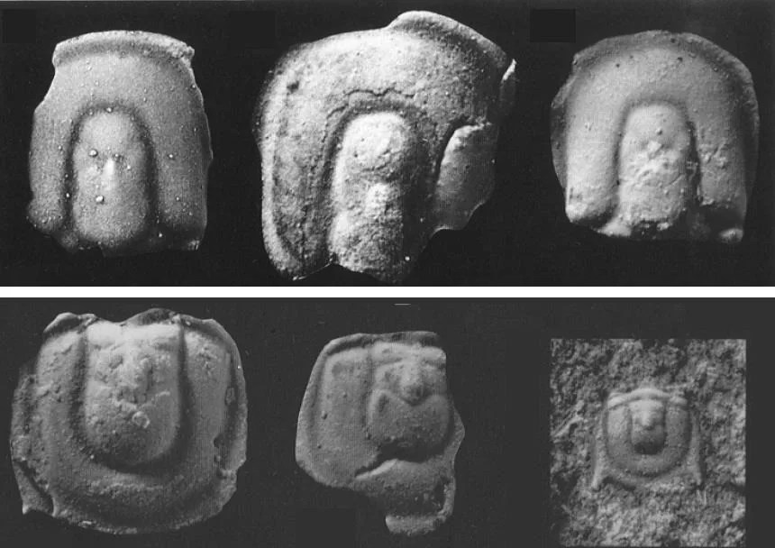Geragnostus sidenbladhi — photo 2