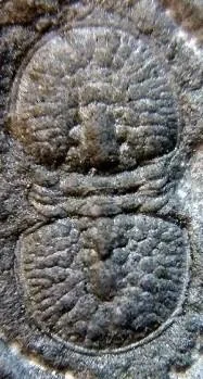 Glyptagnostus reticulatus — photo 10