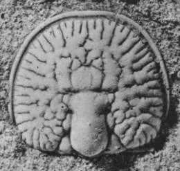 Glyptagnostus stolidotus