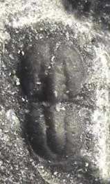 Glyptagnostus stolidotus — photo 3