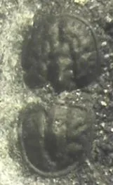 Glyptagnostus stolidotus — photo 4
