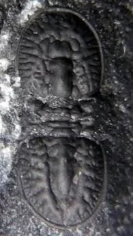 Glyptagnostus stolidotus — photo 9