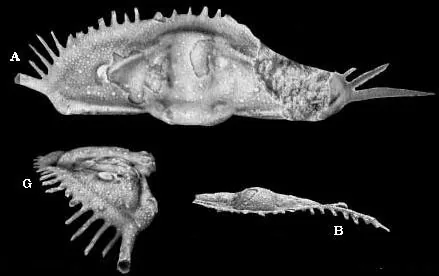Gondwanaspis mrirtensis