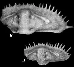 Gondwanaspis mrirtensis — photo 2