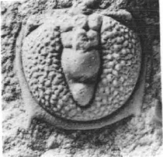 Goniagnostus fumicola