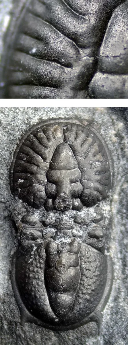 Goniagnostus fumicola — photo 3