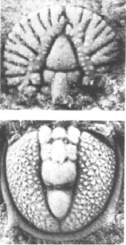 Goniagnostus fumicola — photo 4