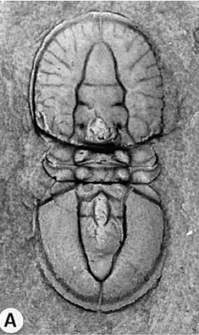 Goniagnostus nathorsti