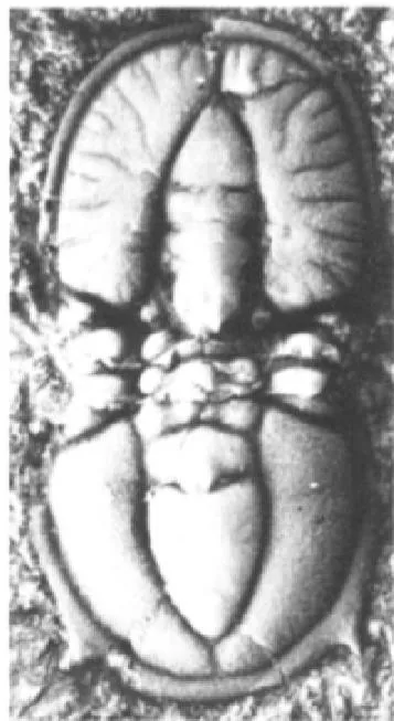Goniagnostus nathorsti — photo 2