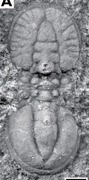 Goniagnostus nathorsti — photo 3