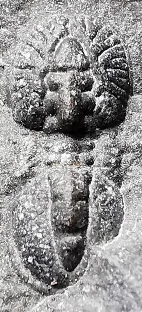 Goniagnostus nathorsti — photo 7