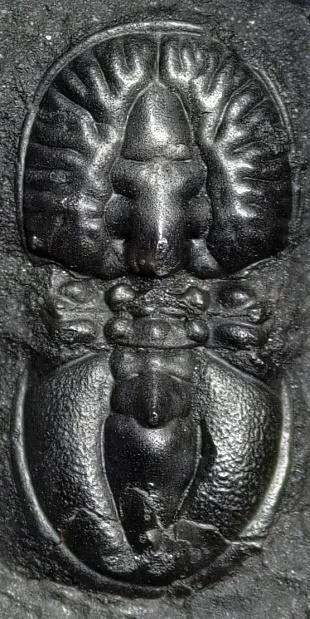 Goniagnostus nathorsti — photo 8