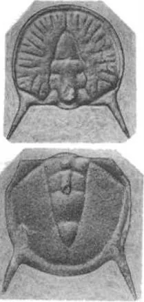 Goniagnostus spiniger