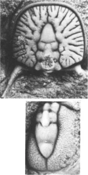 Goniagnostus spiniger — photo 3
