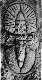 Goniagnostus spiniger — photo 4