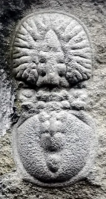 Goniagnostus spiniger — photo 7
