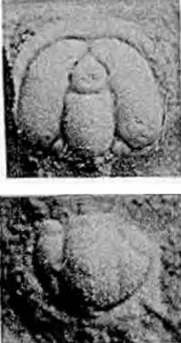 Hadragnostus modestus