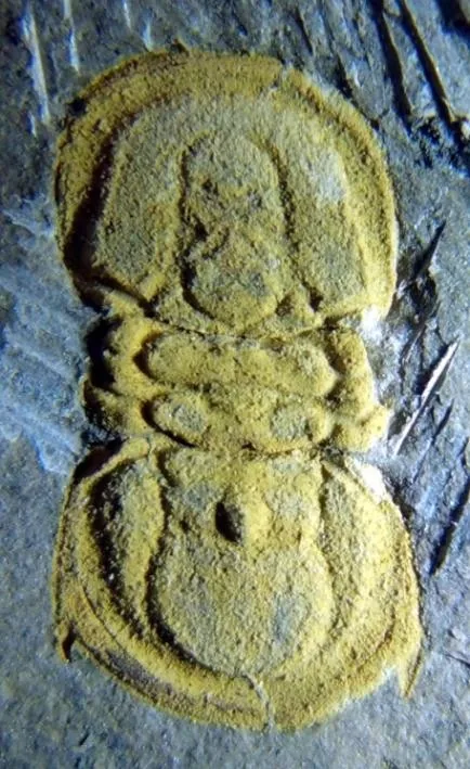 Hadragnostus modestus — photo 4