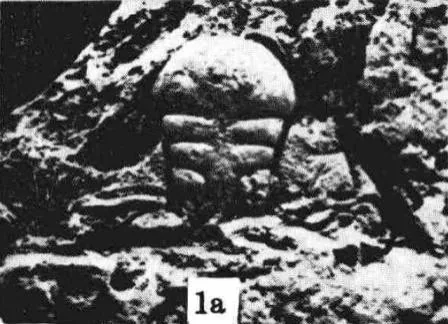 Hadromeros xiushanensis