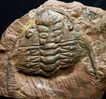 Hadromeros xiushanensis — photo 3