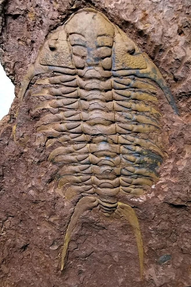 Hadromeros xiushanensis — photo 5