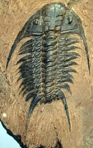 Hadromeros xiushanensis — photo 6
