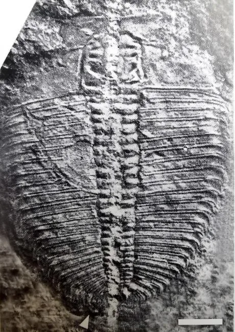 Hedinaspis brevis