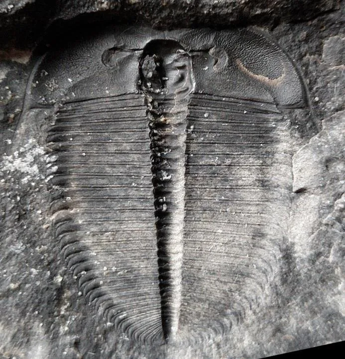Hedinaspis brevis — photo 3