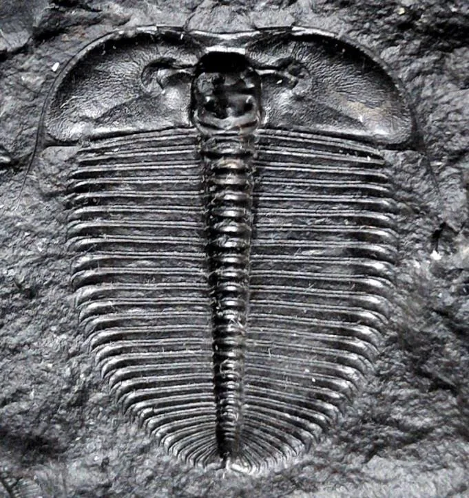 Hedinaspis brevis — photo 4
