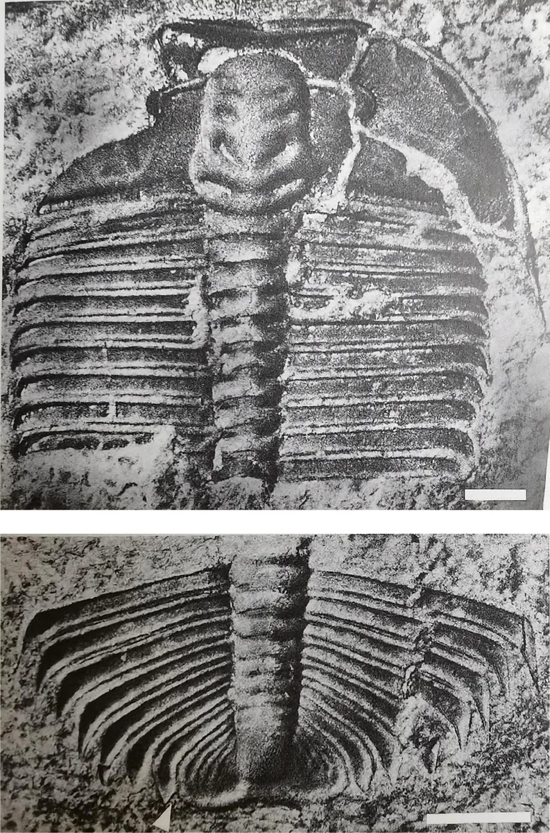 Hedinaspis regalis