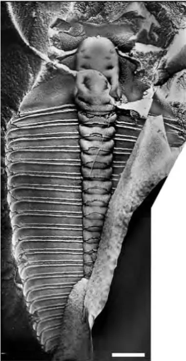 Hedinaspis shengi