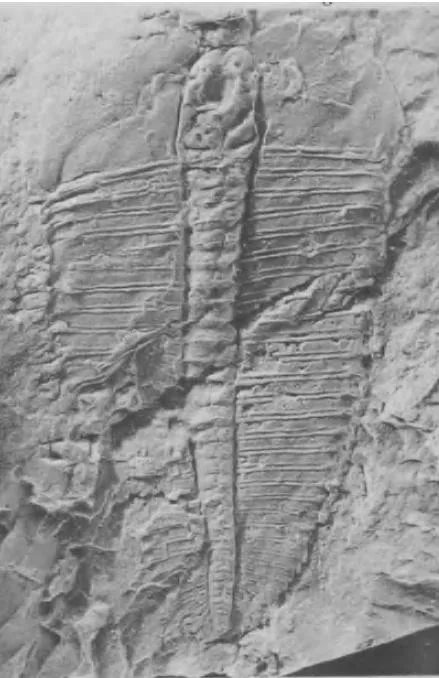 Hedinaspis sp. 1
