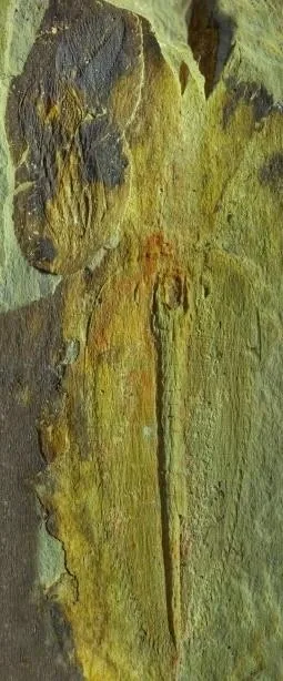 Hedinaspis sp. 1 — photo 3
